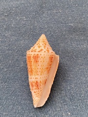 Conasprella tornata