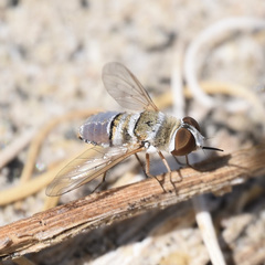 Lepidanthrax eremicus