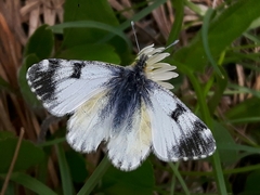 Euchloe simplonia