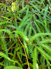 Gleichenella pectinata