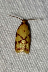 Sparganothis sulfureana