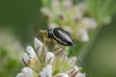 Heliophanus melinus