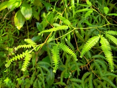 Gleichenella pectinata