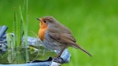 Erithacus rubecula