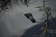 Caiman crocodilus crocodilus