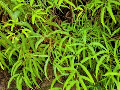 Gleichenella pectinata