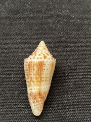 Conasprella tornata