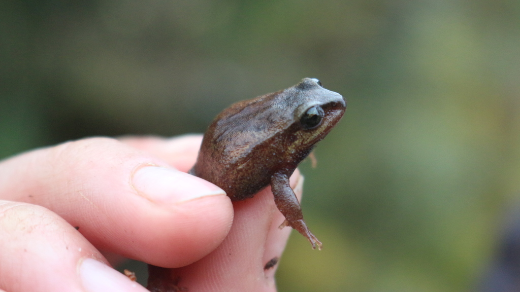 Laplaca's Andes Frog