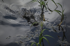 Caiman crocodilus crocodilus