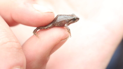 Microkayla wettsteini