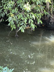 Centropomus undecimalis