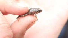 Microkayla wettsteini