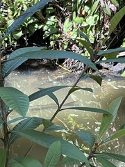 Centropomus undecimalis