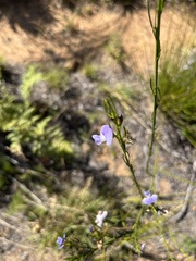 Psoralea usitata