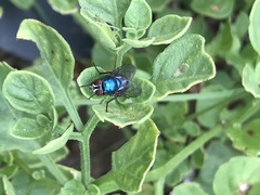Lucilia eximia