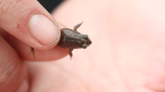 Microkayla wettsteini
