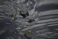 Caiman crocodilus crocodilus