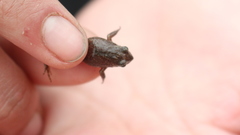 Microkayla wettsteini