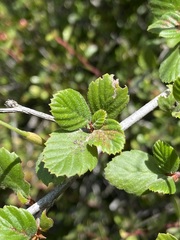 Cercocarpus minutiflorus