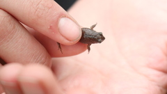 Microkayla wettsteini