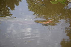 Arapaima