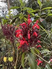 Stenostephanus