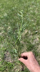Erysimum hieraciifolium