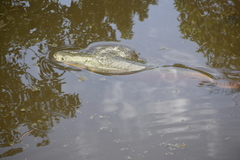 Arapaima