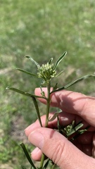 Erysimum hieraciifolium