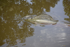 Arapaima