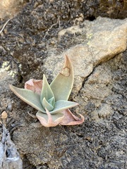 Dudleya pulverulenta