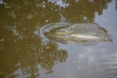 Arapaima