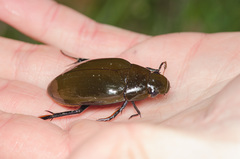 Hydrophilus pistaceus