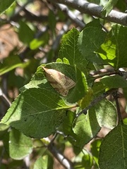 Sparganothis senecionana