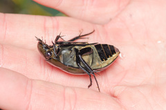 Hydrophilus pistaceus
