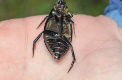 Hydrophilus pistaceus