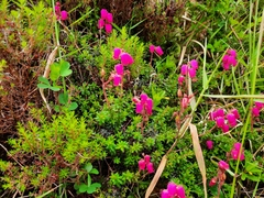 Daboecia azorica