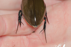 Hydrophilus pistaceus