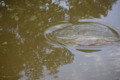 Arapaima