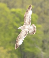 Larus argentatus smithsonianus