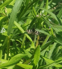 Adela trigrapha