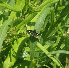 Adela trigrapha
