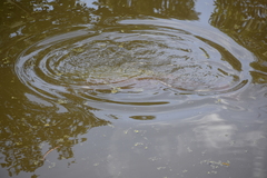 Arapaima