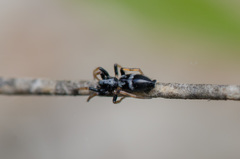 Herpyllinae