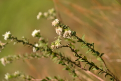 Lasiosiphon calocephalus