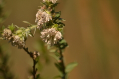 Lasiosiphon calocephalus