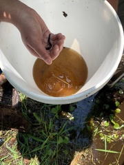 Siren lacertina