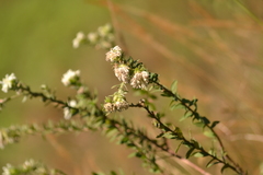 Lasiosiphon calocephalus
