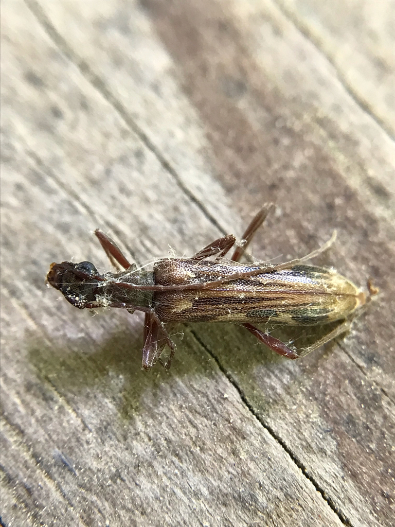 Leptorhabdium pictum
