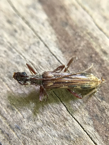 Leptorhabdium pictum